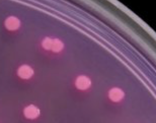 Microbial Update: E.coli