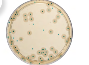 Listeria Precis Methods