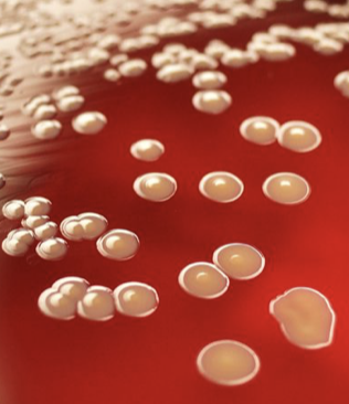 Microbil update: Staphylococci