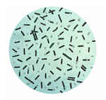 CLOSTRIDIUM BOTULINUM GÂY NGỘ ĐỘC THẦN KINH
