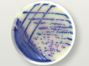 Thermo Scientific ™ Salmonella Precis Method