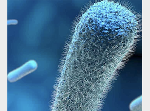 Phương Pháp Kiểm Nghiệm Vi Sinh Trong Thực Phẩm: Listeria species & Listeria monocytogenes