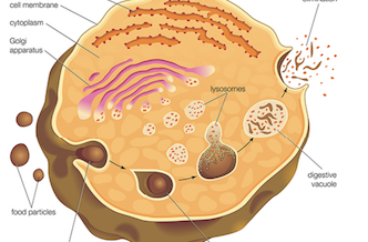 Autophagy - Tự Thực bào : Cơ chế và Chức năng