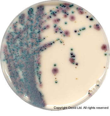 CM1002 BRILLIANCE CANDIDA AGAR